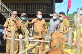 Sapi dan Kambing Ternak di Sidrap Jalani Vaksinasi