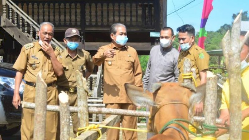 Bupati Sidenreng Rappang (Sidrap), Dollah Mando, menghadiri vaksinasi massal sapi dan kambing ternak di Desa Kalempang, Kecamatan Pitu Riawa, Selasa (7/9/2021).