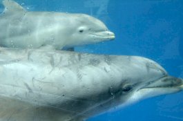 Sudah Pasrah saat Lihat Sirip Hitam saat Tersesat di Laut, Tenyata Lumba-Lumba yang Menyelamatkannya