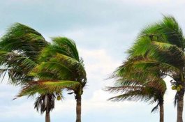 Orang Beriman Ibarat Pohon yang Diterpa Angin, Orang Munafik dan Kafir Bak Pohon yang Kokoh