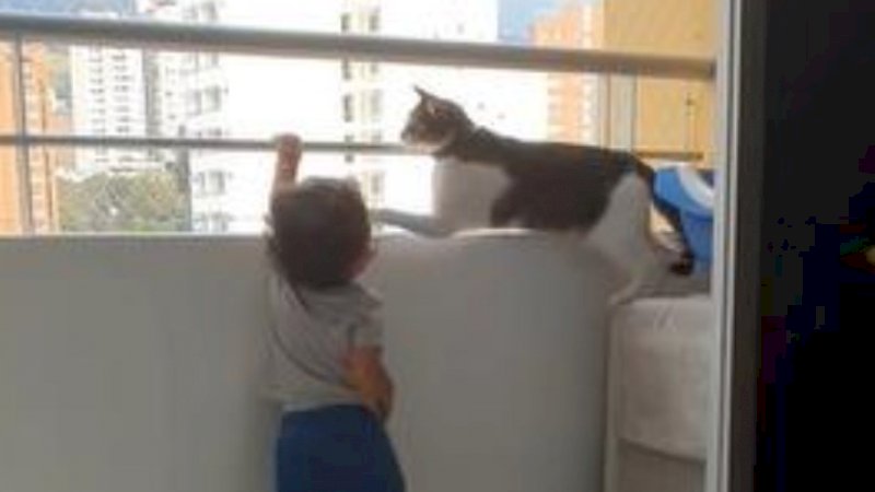 Video Menyentuh, Kucing Peliharaan Selamatkan Balita dari Bahaya saat Meraih Pagar Balkon