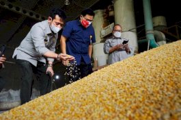 Ada Isu Jagung Langka, Mentan Jawab dengan Panen Raya Serempak