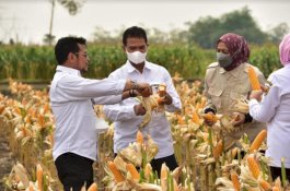 Buktikan Stok Aman, Mentan Bersama 4 Gubernur dan 26 Bupati Panen Jagung Nusantara