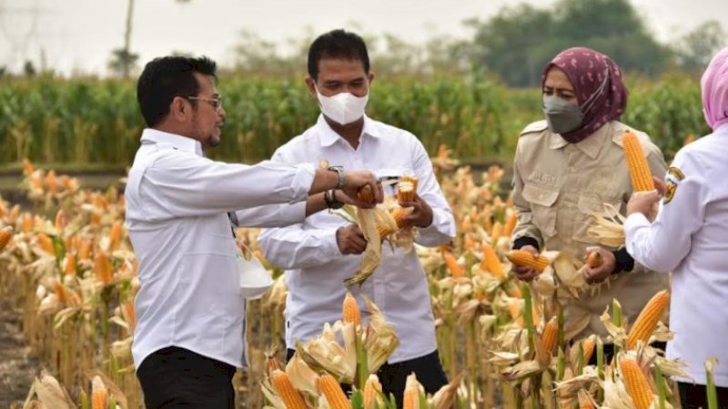 Buktikan Stok Aman, Mentan Bersama 4 Gubernur dan 26 Bupati Panen Jagung Nusantara