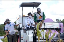 Bupati Enrekang Minta Tambahan Bibit Jagung untuk 30 Ha, Mentan SYL: Saya Tunggu di Jakarta