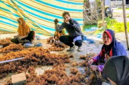 Petani Rumput Laut di Wajo Dapat Bantuan Plt Gubernur Sulsel