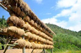 Stok Beras April 10,15 Juta Ton, IRRI-Akademisi Apresiasi Survei Kementan-BPS