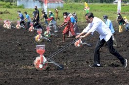 Tanam Jagung di Sorong, Presiden Ajak Petani Milenial Menjadi Motor Penggerak Pertanian