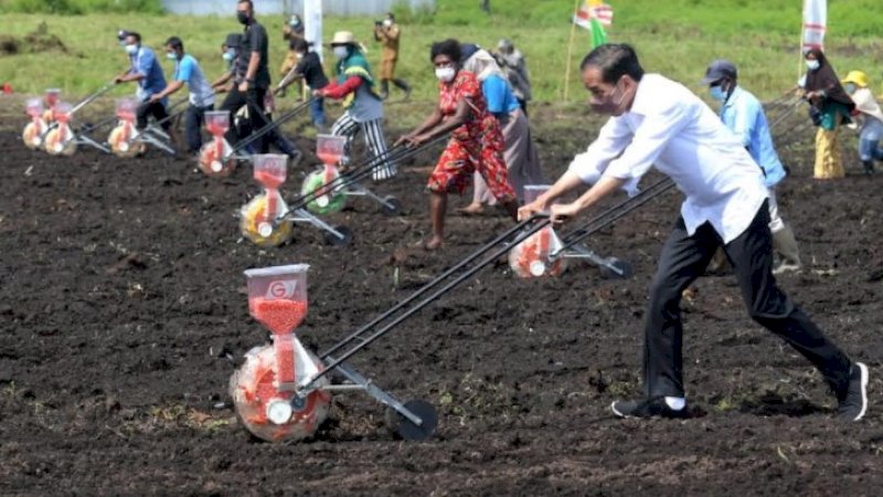 Tanam Jagung di Sorong, Presiden Ajak Petani Milenial Menjadi Motor Penggerak Pertanian