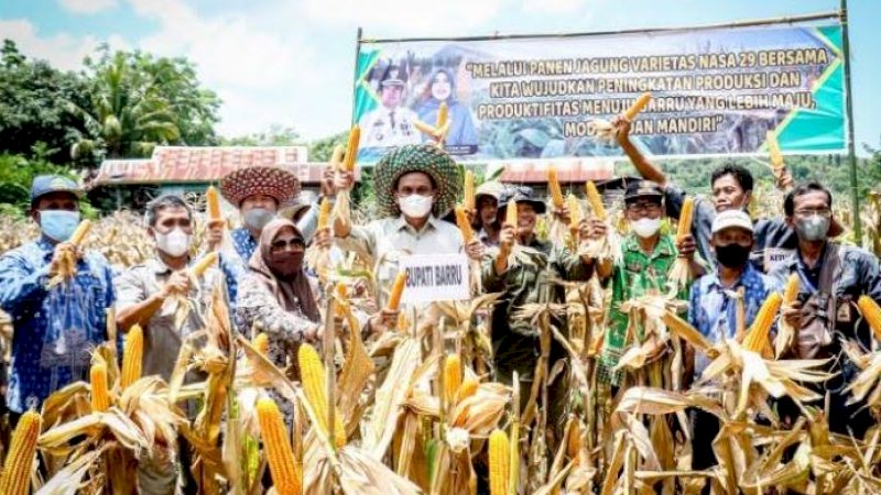 Panen jagung varietas Nasa 29 di lokasi Gabungan Kelompok Tani (Gapoktan) Sipakainge, Desa Batupute, Kecamatan Soppeng Riaja, Kamis (7/10/2021).