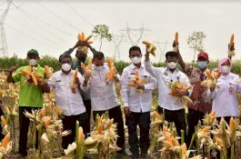 Panen Masih Berlangsung, Grobogan Siap Penuhi Kuota Jagung 30 Ribu Ton