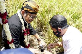 Mentan SYL Panen Raya Padi Pertanaman 4 Kali Setahun di Sukoharjo