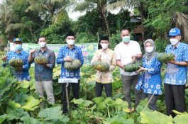 Panen Labu di Baera, Bupati Barru Bersyukur Petani Makin Produktif