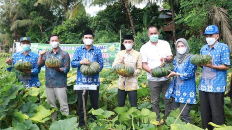 Bupati Barru, Suardi Saleh, ikut memanen labu bersama petani setempat di Dusun Baera, Desa Kamiri, Kecamatan Balusu, Kabupaten Barru, Kamis (14/10/2021) kemarin.