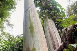 Jatuh Tertimpa Pohon Pisang, Pekerja Kebun Ini Gugat Majikan Rp5,2 Miliar dan Dikabulkan Pengadilan