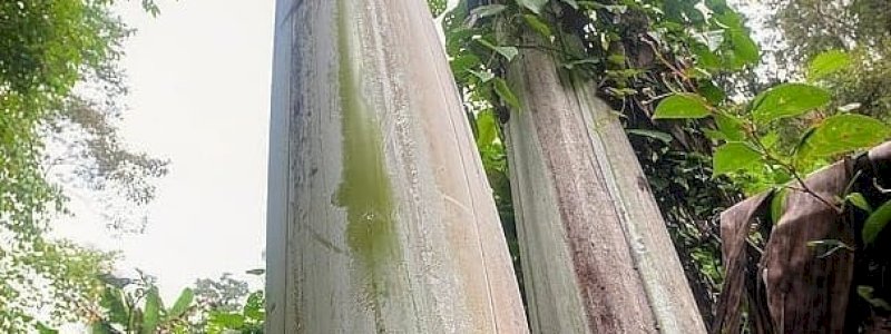 Jatuh Tertimpa Pohon Pisang, Pekerja Kebun Ini Gugat Majikan Rp5,2 Miliar dan Dikabulkan Pengadilan