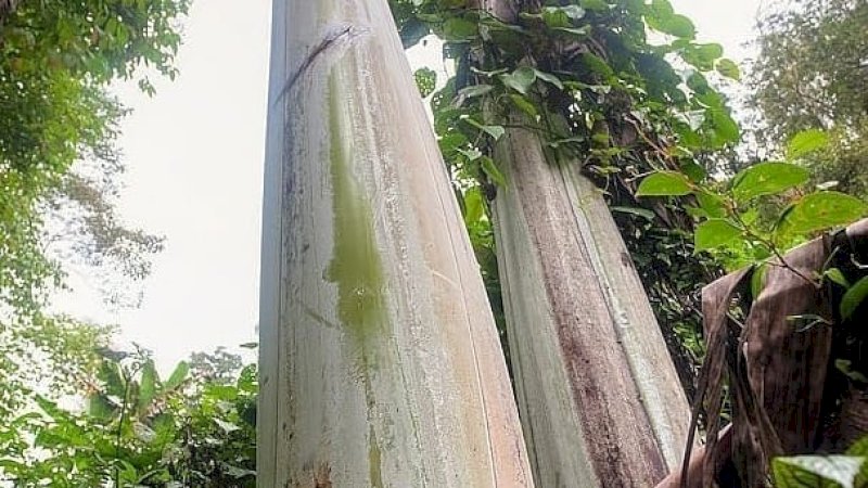 ILUSTRASI: Pohon pisang yang batangnya berukuran raksasa.
