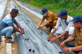 Dinas Pertanian Barru Genjot Penanaman Cabai di Bojo