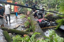 Dari Makassar Menuju Takalar, Pengendara Motor Tewas Tertimpa Pohon di Gowa