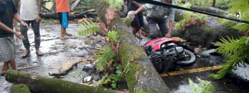 Dari Makassar Menuju Takalar, Pengendara Motor Tewas Tertimpa Pohon di Gowa