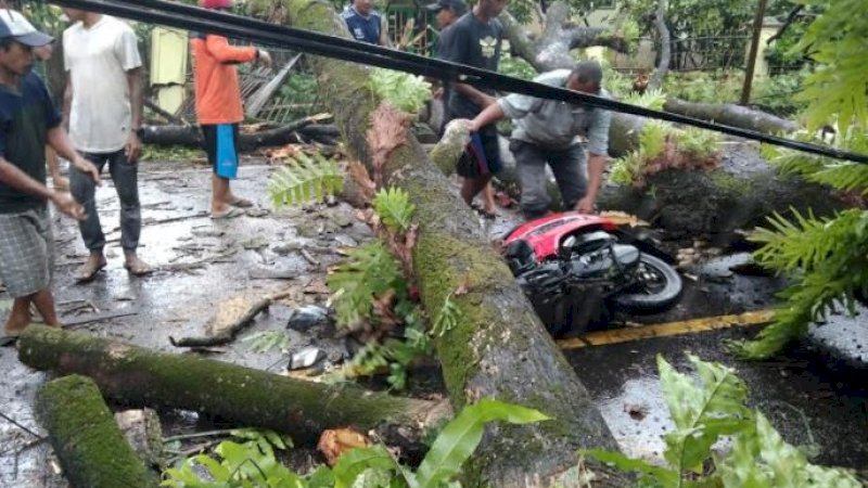 Pohon tumbang yang menyebabkan korban meninggal dunia terjadi di jalan poros, Lingkungan Bontonompo, Kelurahan Bontonompo, Kecamatan Bontonompo, Kabupaten Gowa, Selasa (26/10/2021).