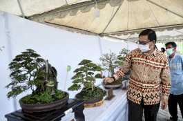 Pengrajin Bonsai Asal Luwu Utara Layak Bersaing di Tingkat Nasional