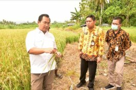 Kementan Genjot Produksi Beras di Papua Lewat Kemandirian Benih