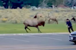 Video Viral, Rusa Banteng Kejar Turis yang Mendekat