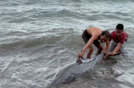 Warga di Barru, Sulsel Ramai-Ramai Selamatkan Lumba-Lumba Terdampar