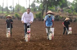 Berharap Kebutuhan Jagung Nasional Tercukupi dari Jeneponto, Presiden Jokowi: Tidak Usah Impor Lagi