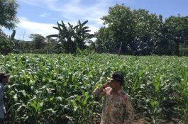 Wabup Barru Intens Ajak Petani Lakukan Perluasan Pertanian