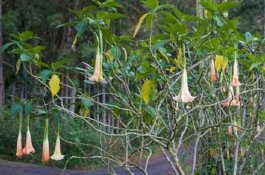 Banyak di Sekitar Kita, Ternyata Bunga Ini Obat Paling Berbahaya di Dunia