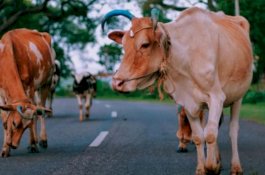 Sapi Telan Kalung Emas 20 Gram, Sebulan Kemudian Keluar Tinggal 18 Gram