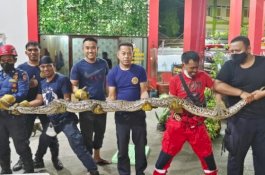 Malam-Malam, Ular Piton 5 Meter Bikin Geger di Permukiman Warga Makassar