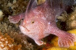 Pernah Terlihat 22 Tahun Lalu, Ini Penampakan Ikan Merah Muda Langka yang Punya Tangan