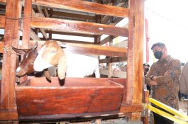 Gowa Jadi Daerah Pengembangan Kambing Boerka