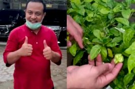 Plt Gubernur Sulsel: Ini Namanya Cabai Katokkon, Asalnya dari Toraja