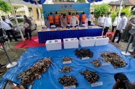 Daging Penyu Diperdagangkan di Makassar, Harga Rp250 Ribu/Kg