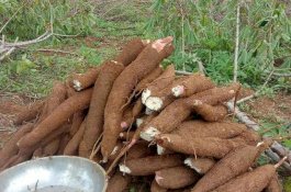 Kementan Gencarkan Hilirisasi Komoditas Singkong Bernilai Jual Tinggi