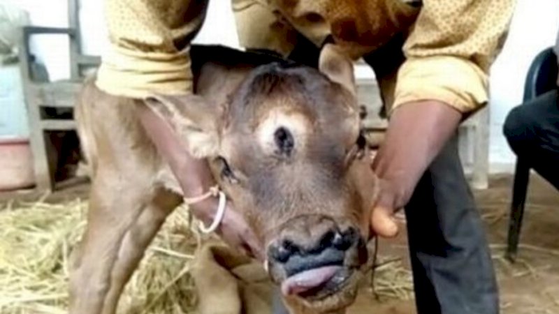 Penampakan anak sapi empat hidung dan tiga mata (Foto Triangle News) 