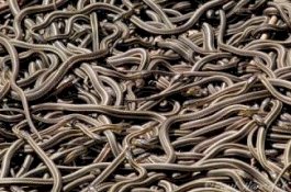 Pria Ditemukan Tewas, Ada Seratusan Ular di Sekelilingnya