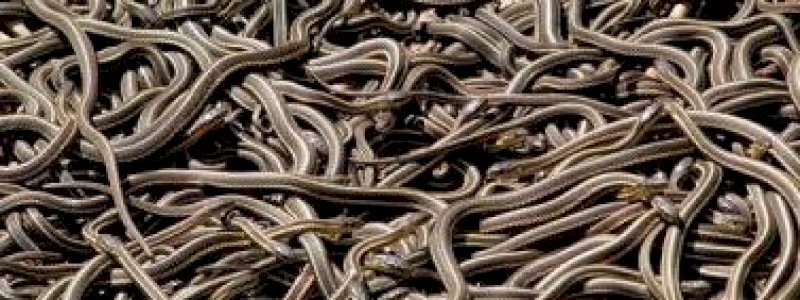 Pria Ditemukan Tewas, Ada Seratusan Ular di Sekelilingnya