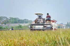 Nilai Tukar Petani dan Nilai Tukar Usaha Pertanian di Januari 2022 Meningkat
