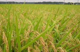 Strategi Kementan Tingkatkan Produksi Lewat Budidaya Padi Ramah Lingkungan
