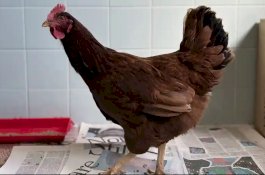 Seekor Ayam Menyelinap Masuk, Pentagon Terapkan Penanganan Standar