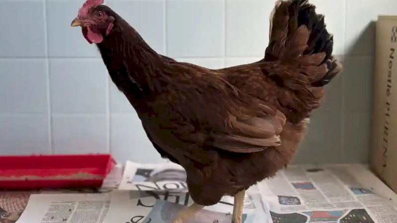 Ayam betina itu kemudian diberi nama Henny Penny, salah satu nama yang diberikan untuk ayam dalam cerita rakyat Amerika Serikat. (Foto: AP Photo)