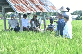 Kunjungi Bulukumba, Mentan SYL Dorong Budidaya Padi IP400