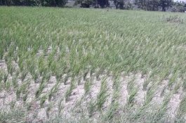 Tak Teraliri Air Bendungan Karalloe, Ratusan Hektare Sawah di Jeneponto Terancam Gagal Panen