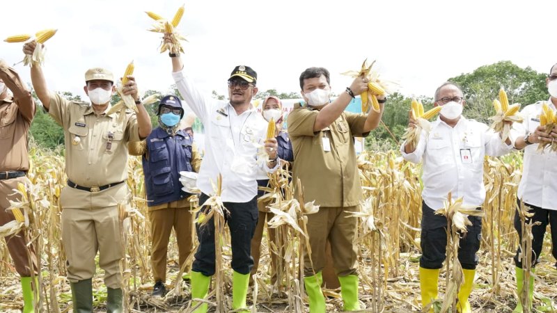 Usai Tanam, Mentan SYL Panen Jagung Perdana di Kawasan Pertanian Terpadu Wajo