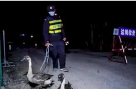 China Gunakan Angsa